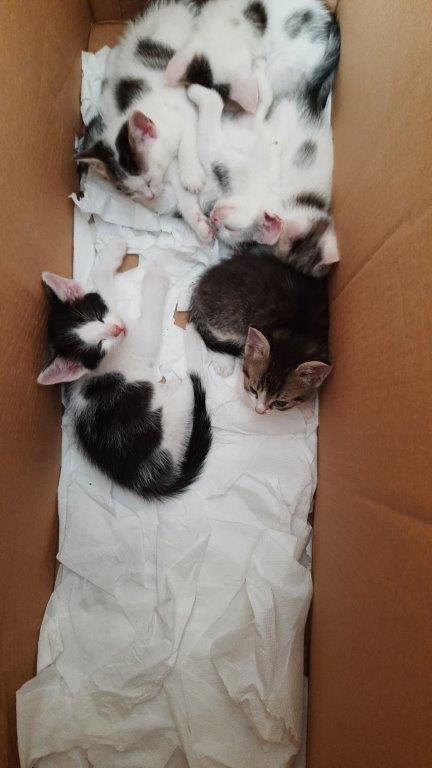 Słodkie kociaki do adopcji