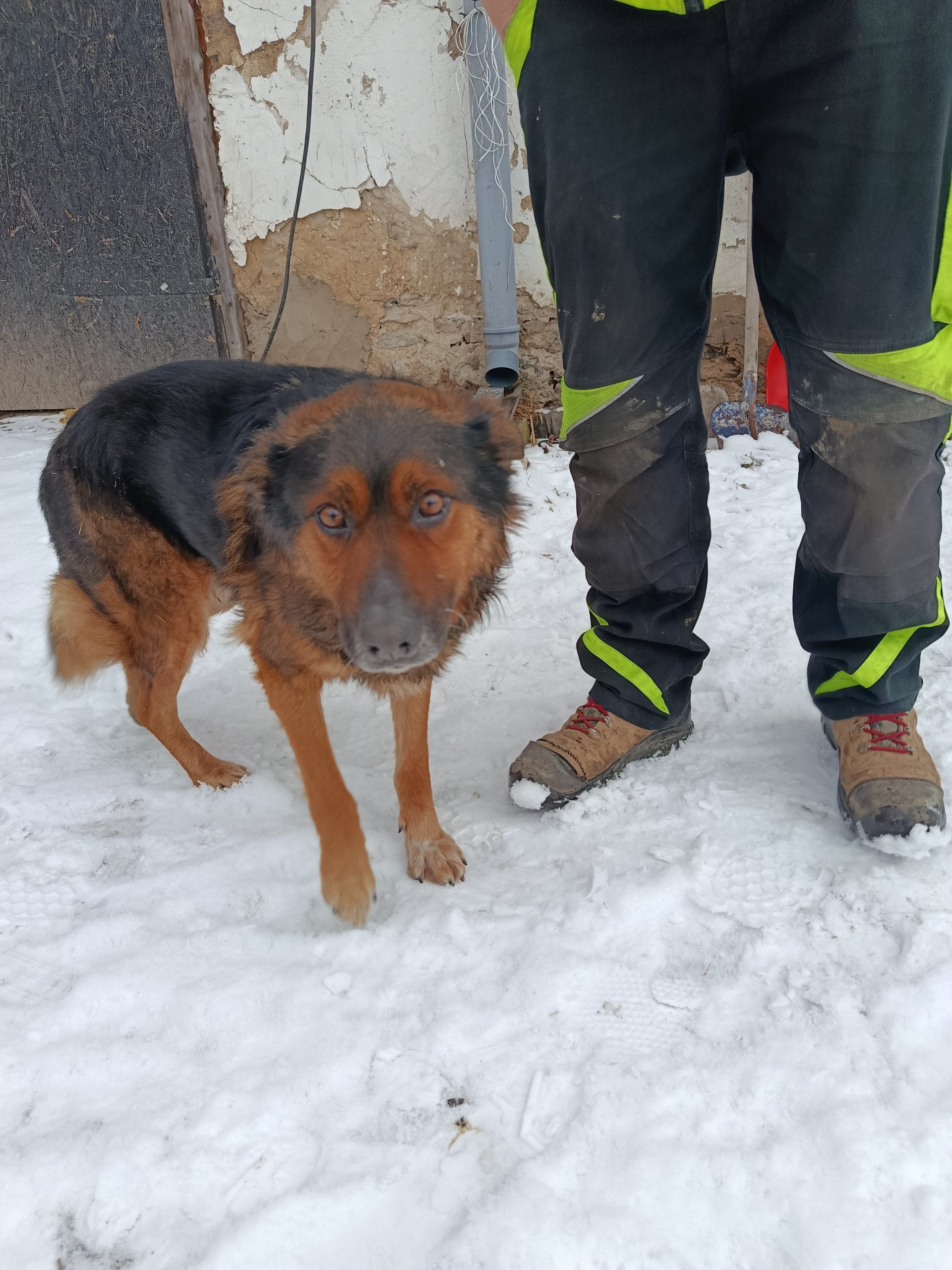 Poszukiwany właściciel psa