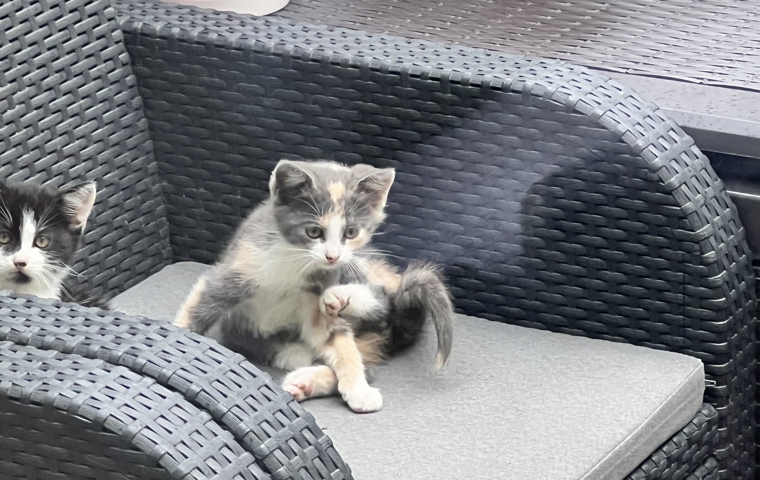 Cztery kocięta do adopcji
